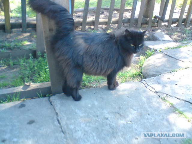 Котовторник 20.05.2014