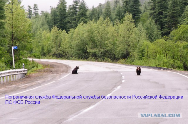 Медвежата с Колымской трассы