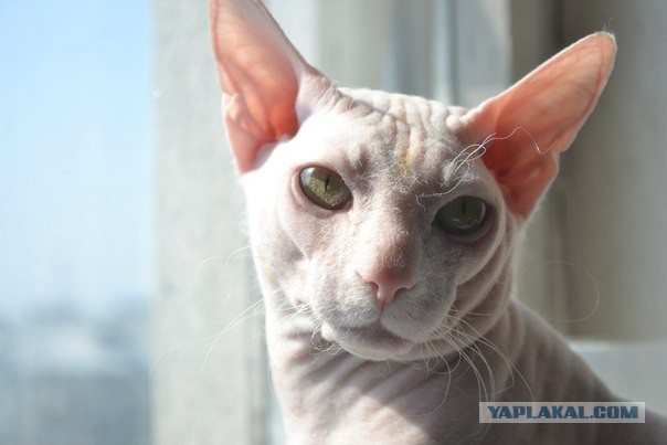 Котовторник 23.09.2014.