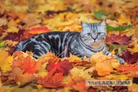 Котовторник 21.10.2014