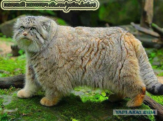 Как я постриг своего Котэ. До и после.