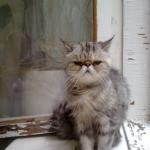 Котовторник 30,06, 2015