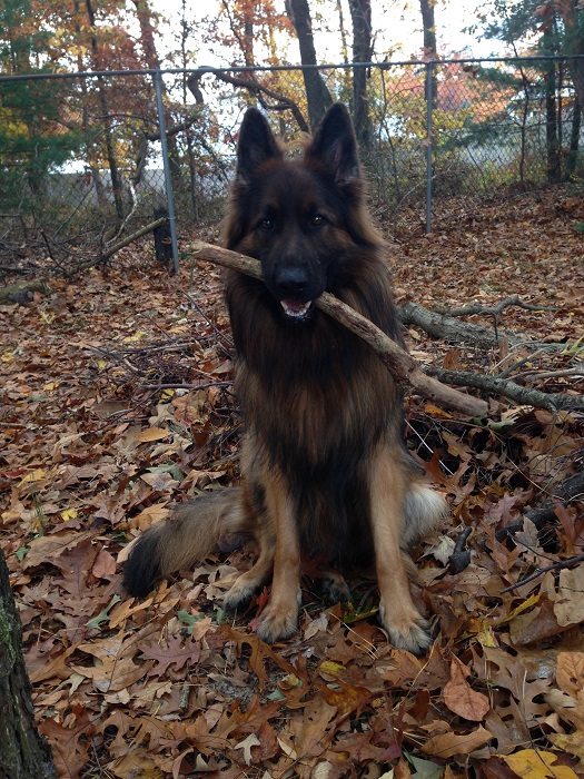 Собакочетверг же, ау!