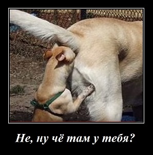 Чё там у тебя?