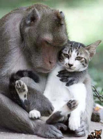 Любовь - морковь