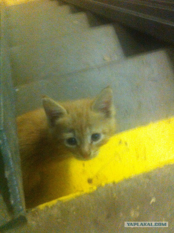 Подкинули в подъезд в возрасте 2-3 дней