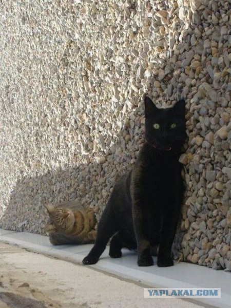 Для поднятия настроения - 7