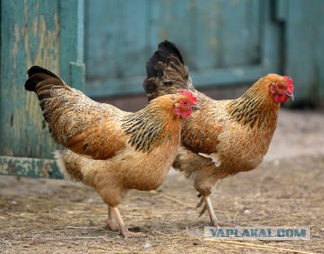 Как смеются в Китае