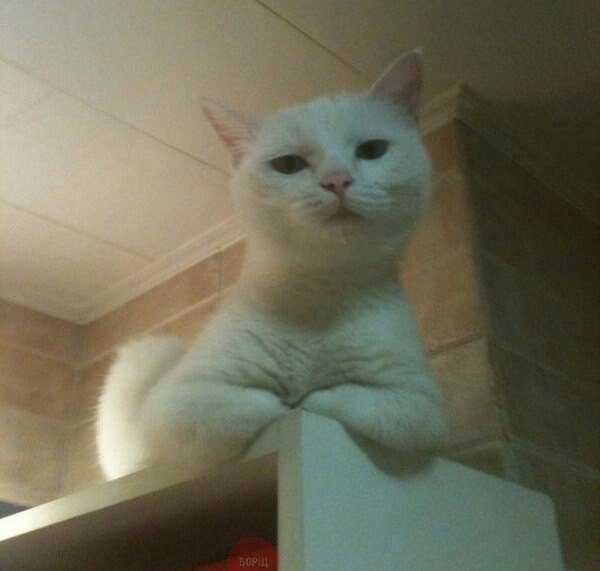 Божьи твари