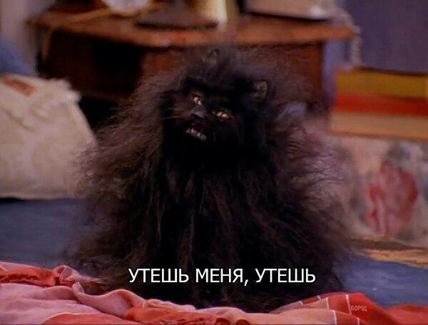 Коты из сети