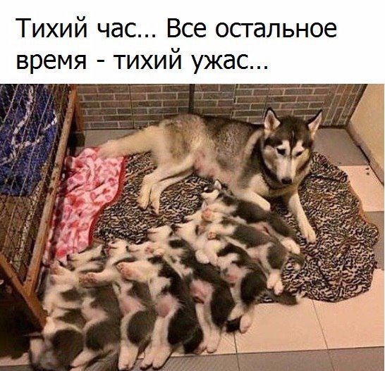 Весёлые картинки 13.01.2017