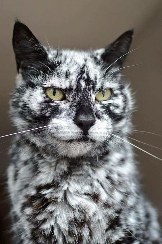 Коты из сети