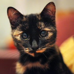 Коты и Кошки