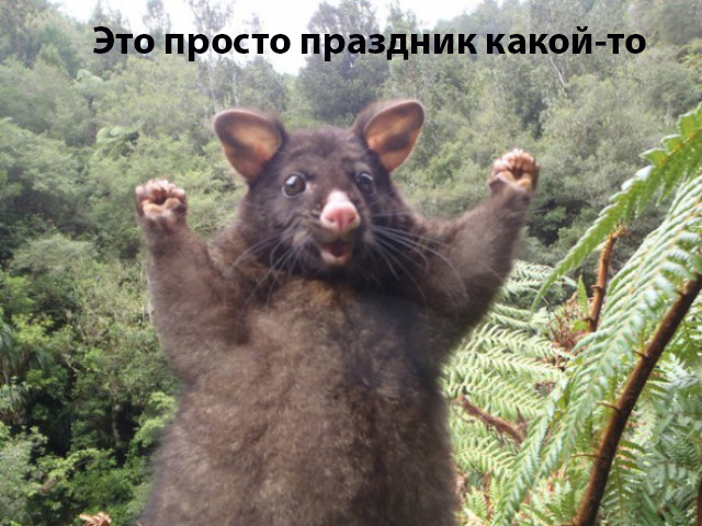 Вороватый Винни-Пух, пакет резиновых крокодилов и другие мозголомные заголовки 2017-го года