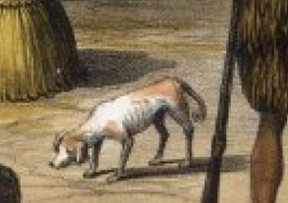 8 исчезнувших пород собак, которых не осталось даже на фотографиях