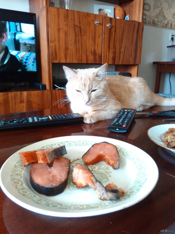 Коты и Кошки