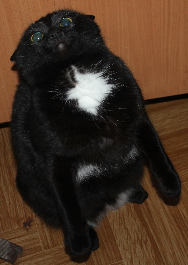 Котовторник  23.01.2018