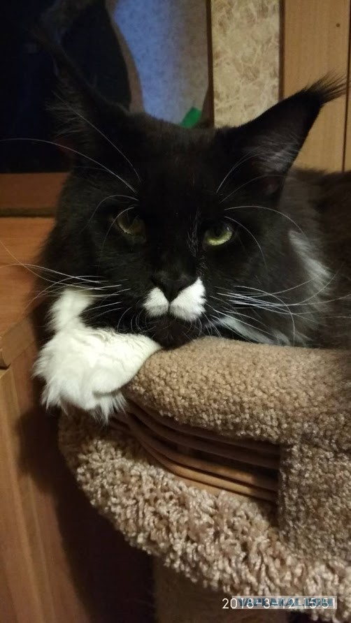 Котовторник 13.03.2018
