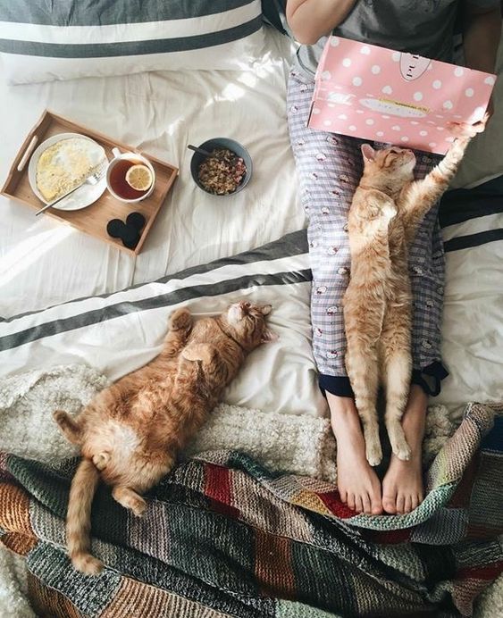 Прикольных котов пост