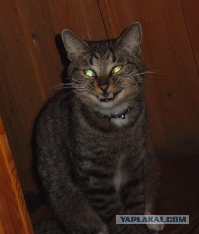 Котовторник (31.01.2012)