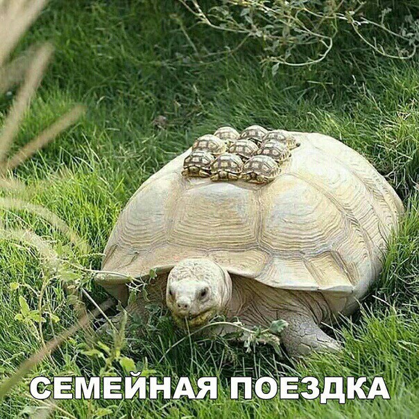 Порция картинок