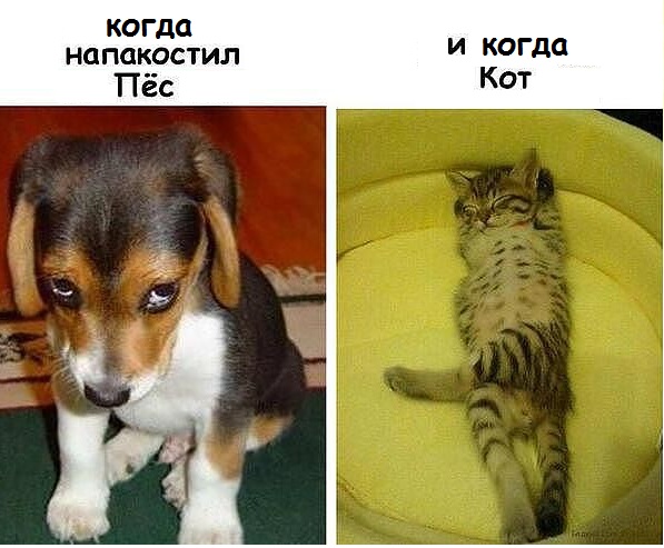 Уже не котовторник, но еще и не собакочетверг