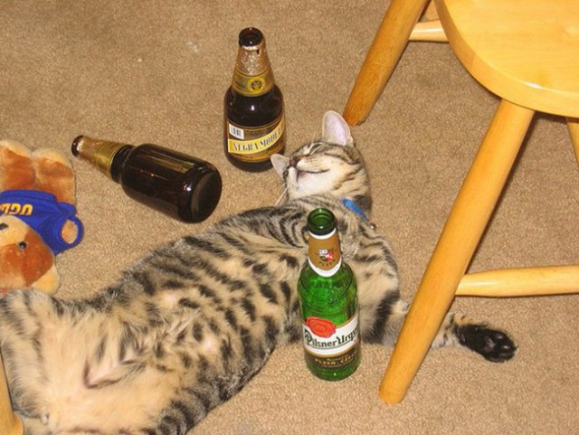 Алкоты