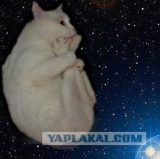 Котэ-креведко