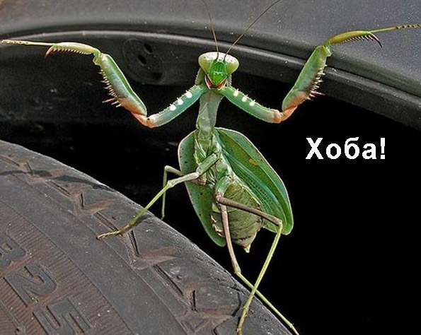 Нижегородский богомол