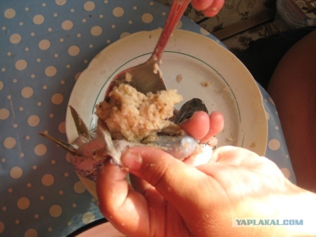Щука фаршированная