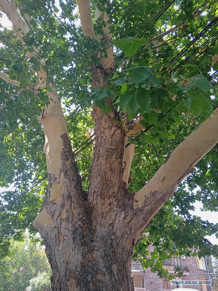 Дерево в абхазии сбрасывающее кору. Эвкалипт в абхазии. Эвкалипт дерево сочи. Деревья скинули. Эвкалипт и платан.