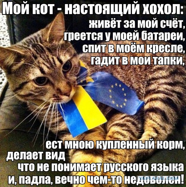 Спасибо, что я больше не кiт