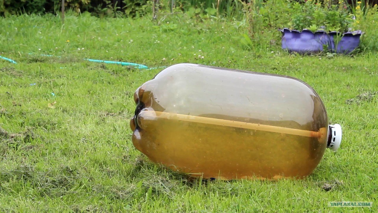 Кега и собака картинка