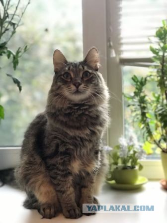 Нужно лекарство преданному коту