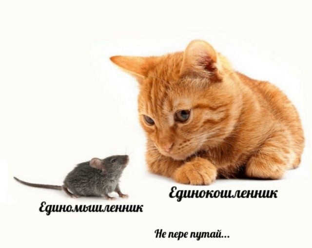 Весёлый полтшок 09.05.24