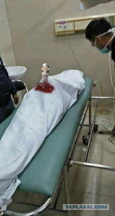 Друзья до гробовой доски