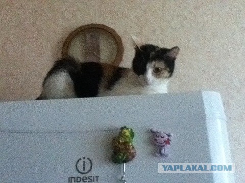 Охлажденное мясо