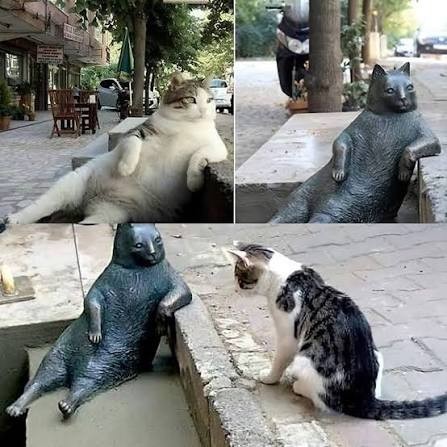 Ищу фото кота