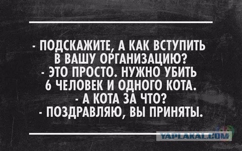 Житель Ставрополья задушил «соседку-живодёрку» из-за убийства котёнка.