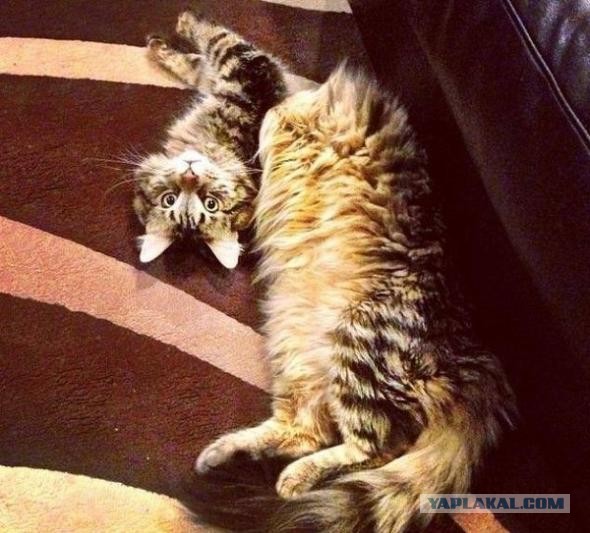 Купание кота в раковине