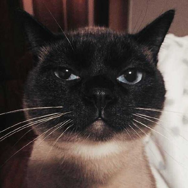 Котовторник.