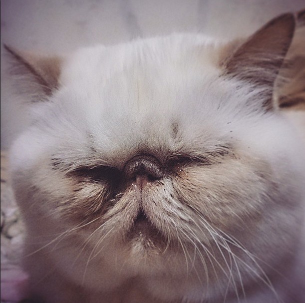 Котовторник 31.03.2015