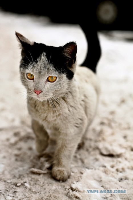 Котовторник