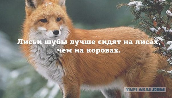 Абсурдный юмор ч.15