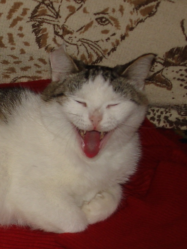 Мой зевающий кот