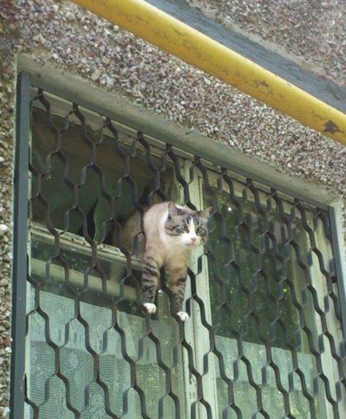 Коты из сети