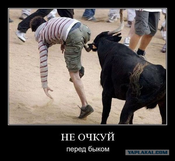 Бык победил матадора