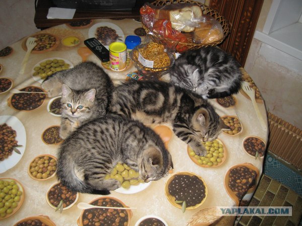 Котовторник на ЯПлакалъ (10.06.08), прикольные коты, добавляем свои!