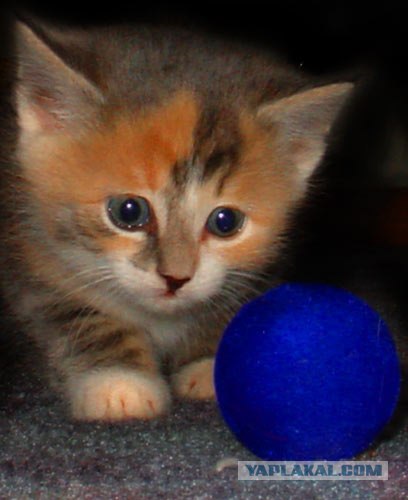 Ура, котовторник! (01.07.2008)