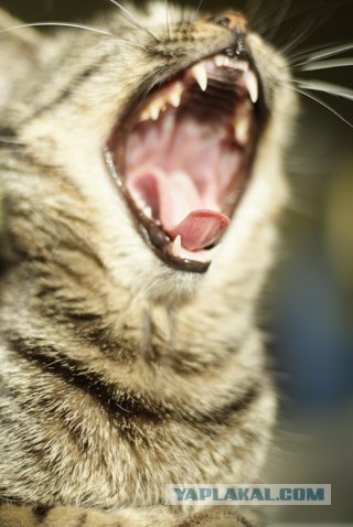 Котовторник уже сегодня!